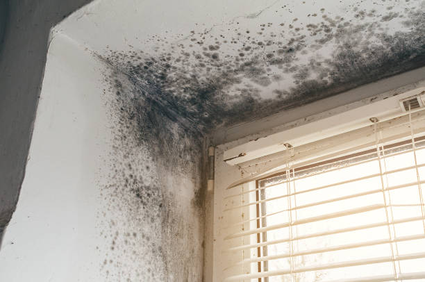 Affordable Mold Inspection And Testing solutions in Romeoville, IL
